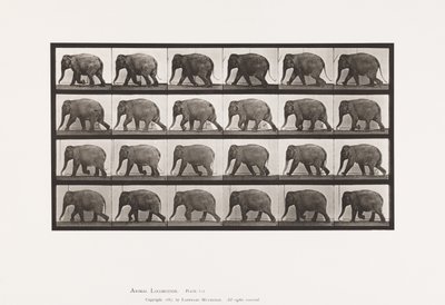 Placa 733. Elefante; Caminando de Eadweard Muybridge