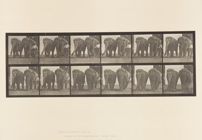 Placa 734. Elefantes; Dos, Caminando de Eadweard Muybridge