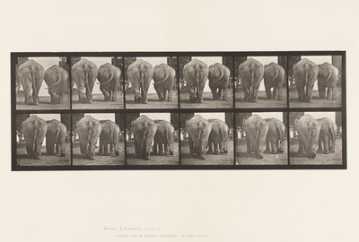 Placa 735. Elefantes; Dos, Caminando de Eadweard Muybridge