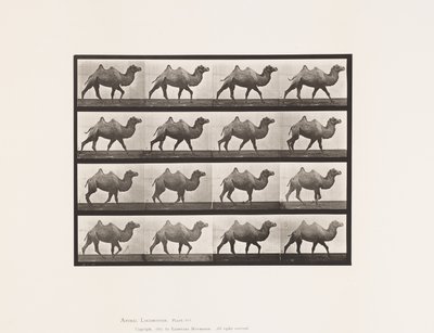 Placa 737. Camello bactriano; Caminando de Eadweard Muybridge