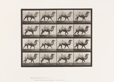 Placa 738. Camello Bactriano; Andando de Eadweard Muybridge
