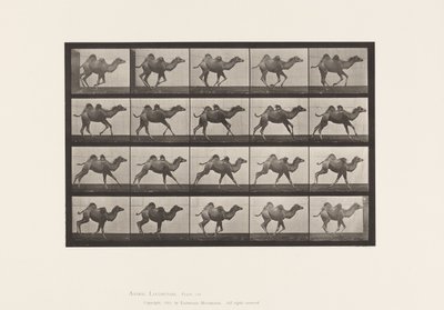 Placa 740. Camello Bactriano; (Joven), Galopando de Eadweard Muybridge