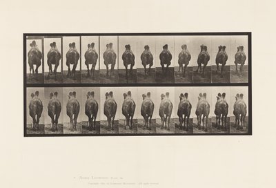 Placa 741. Camello bactriano; A, Caminando; B, Andando de Eadweard Muybridge