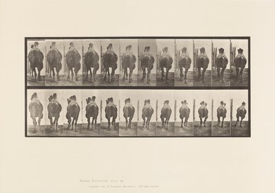 Placa 742. Camello bactriano; A, Andando; B, Galopando de Eadweard Muybridge