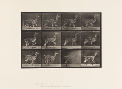 Placa 743. Guanaco; Galopando de Eadweard Muybridge
