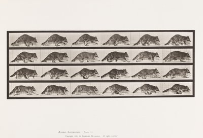 Placa 744. Mapache; Caminando; Cambio a Galopar de Eadweard Muybridge