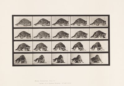 Placa 745. Mapache; Caminando; y Girando de Eadweard Muybridge