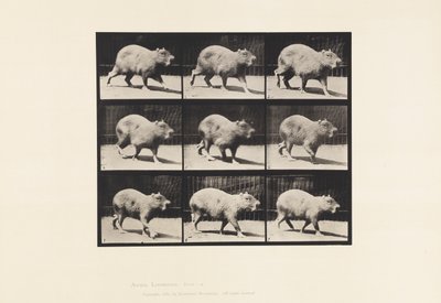 Placa 746. Capibara; Caminando de Eadweard Muybridge