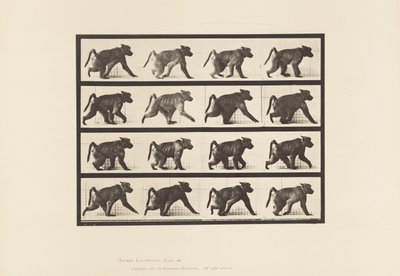 Placa 747. Babuino; Caminando en Cuatro Patas de Eadweard Muybridge