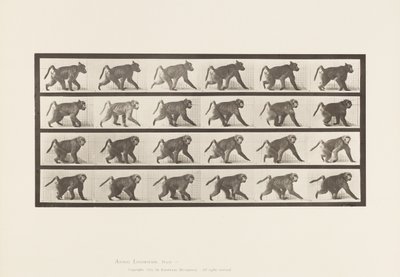 Placa 748. Babuino; Caminando en Cuatro Patas de Eadweard Muybridge