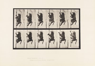Placa 749. Babuino; Trepando un poste de Eadweard Muybridge