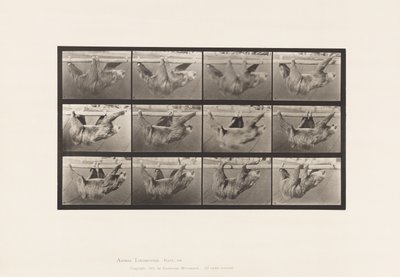 Placa 750. Perezoso; Caminando, Suspendido en un Poste Horizontal de Eadweard Muybridge