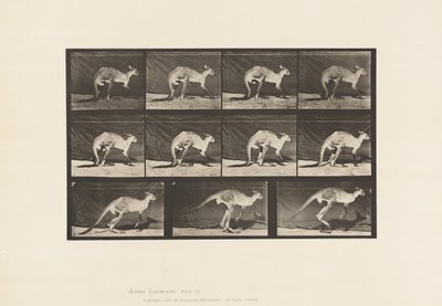 Placa 751. Canguro; Caminando en Cuatro Patas; Cambio a Saltar de Eadweard Muybridge