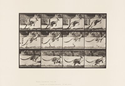 Placa 752. Canguro; Saltando de Eadweard Muybridge