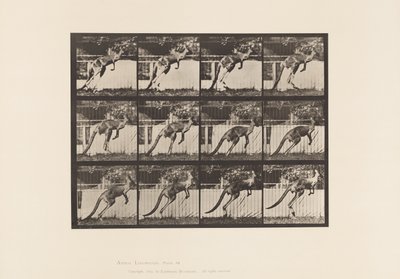 Placa 753. Canguro; Saltando de Eadweard Muybridge