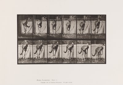 Placa 754. Canguro; Saltando de Eadweard Muybridge