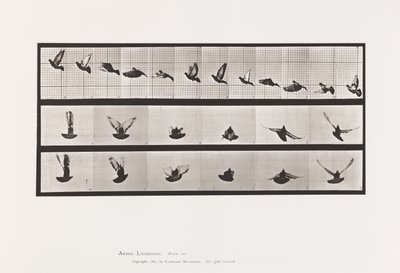 Placa 755. Paloma; Volando de Eadweard Muybridge