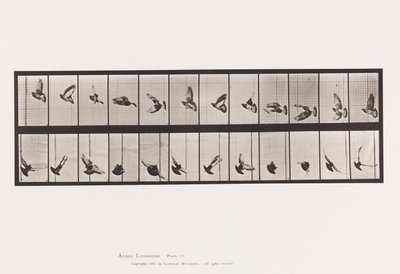 Placa 756. Paloma; Volando de Eadweard Muybridge