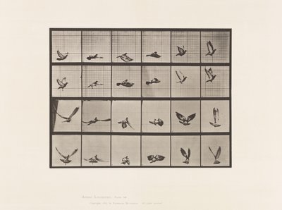 Placa 757. Paloma; Volando de Eadweard Muybridge