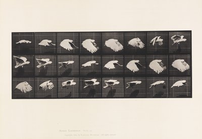 Placa 759. Cacatúa; Volando de Eadweard Muybridge
