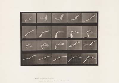 Placa 760. Cacatúa; Volando de Eadweard Muybridge