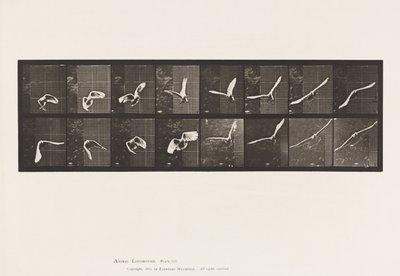 Placa 761. Cacatúa; Volando de Eadweard Muybridge