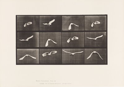 Placa 762. Cacatúa; Volando de Eadweard Muybridge