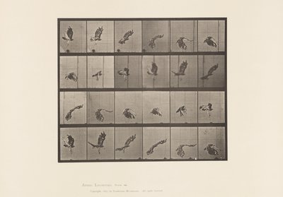 Placa 763. Halcón de cola roja; Volando de Eadweard Muybridge