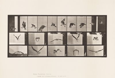 Placa 764. Halcón Pescador; Volando de Eadweard Muybridge