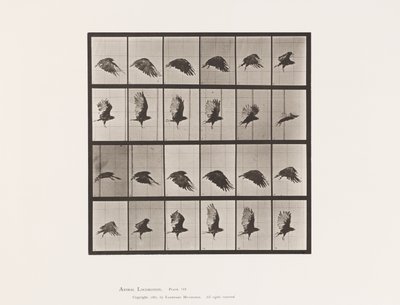 Placa 765. Buitre; Volando de Eadweard Muybridge
