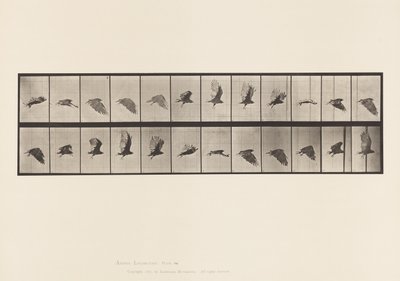 Placa 766. Buitre; Volando de Eadweard Muybridge