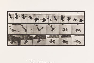 Placa 767. Buitre; Volando de Eadweard Muybridge