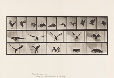 Placa 769. Águila americana; Volando de Eadweard Muybridge