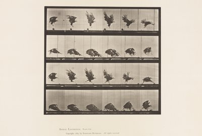 Placa 770. Águila Americana; Volando Cerca del Suelo de Eadweard Muybridge