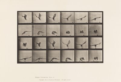 Placa 771. Águila Americana; Volando cerca del suelo de Eadweard Muybridge