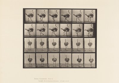 Placa 772. Avestruz; Caminando de Eadweard Muybridge