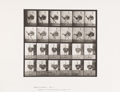 Placa 773. Avestruz; Corriendo de Eadweard Muybridge