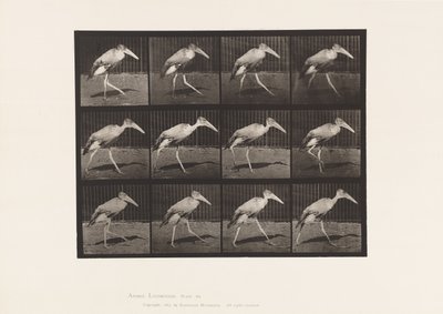 Placa 774. Ayudante; Caminando de Eadweard Muybridge