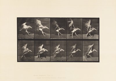 Placa 775. Adjutant; Carrera Voladora de Eadweard Muybridge