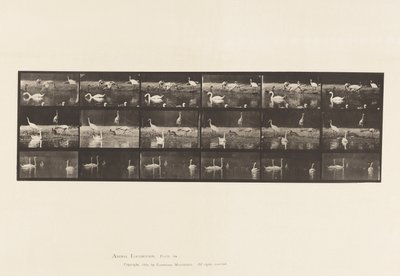 Placa 776. Cigüeñas; Cisnes, etc., A, B, C de Eadweard Muybridge
