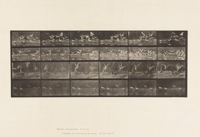 Placa 777. Cigüeñas; etc, A, B, C, D de Eadweard Muybridge