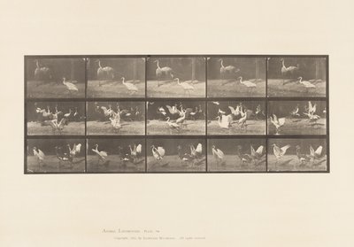 Placa 778. Cigüeñas; etc, A, B, C de Eadweard Muybridge