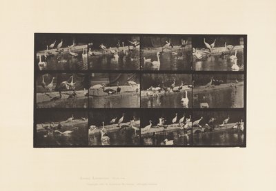 Placa 779. Cigüeñas; Cisnes, etc. de Eadweard Muybridge