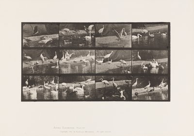 Placa 780. Cigüeñas; Cisnes, etc. de Eadweard Muybridge