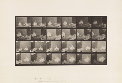 Placa 781. Pollos; Asustados por Torpedo de Eadweard Muybridge