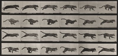 Lámina número 720. Gato; al galope de Eadweard Muybridge