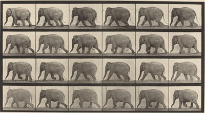 Placa Número 733. Elefante Caminando de Eadweard Muybridge