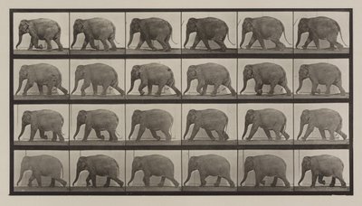 Placa número 733. Elefante caminando de Eadweard Muybridge