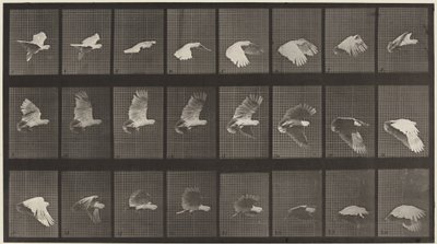 Placa número 758. Cacatúa volando,1887 (foto) de Eadweard Muybridge