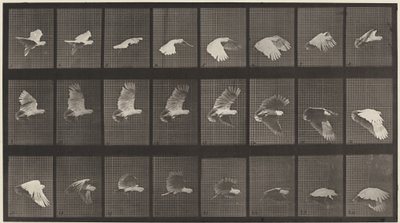 Placa número 758. Cacatúa volando de Eadweard Muybridge